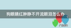 狗眼睛红肿睁不开流眼泪怎么办 狗狗眼睛红肿流眼泪睁不开