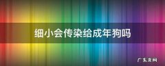 狗狗细小会传染给成年狗吗 细小会传染给成年狗吗