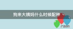 狗来大姨妈什么时候配种