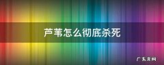 芦苇怎么彻底杀死 杀死芦苇的根治方法