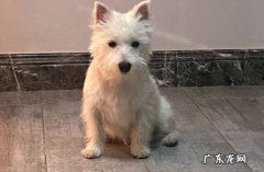 贵宾犬 哪些品种的狗干净整洁