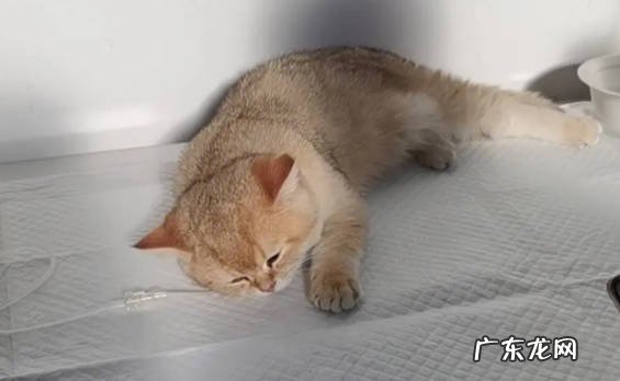 贪吃 金渐层有什么缺点