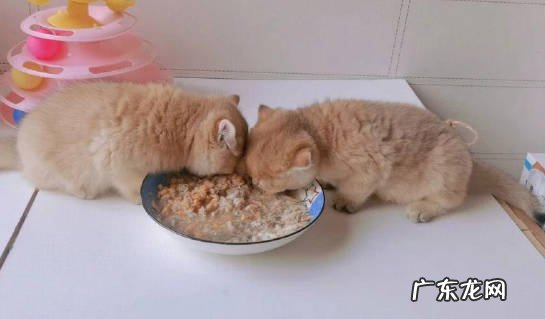 贪吃 金渐层有什么缺点