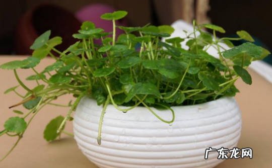 仙客来 哪些植物在秋天不能缺水