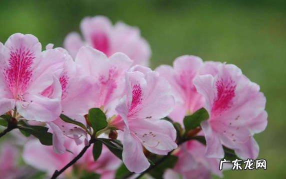 仙客来 哪些植物在秋天不能缺水