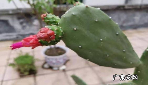 通风 怎么让仙人掌开花