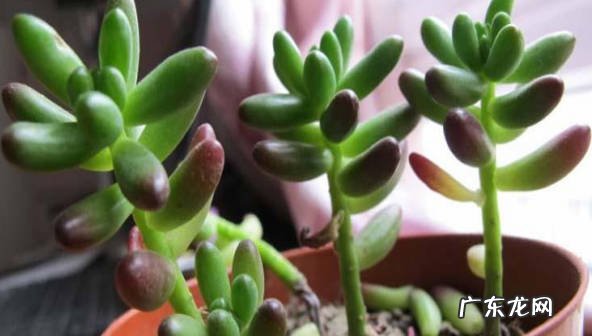 适应力强 虹之玉的养殖