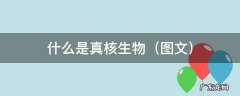 图文 什么是真核生物（常见的真核生物）