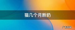 狸花猫几个月断奶 猫几个月断奶