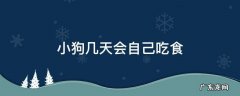 小狗几个月会自己吃饭 小狗几天会自己吃食