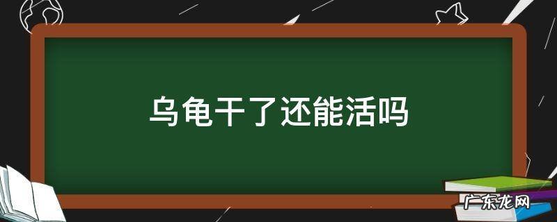 乌龟干了还能活吗 乌龟干养能活多久