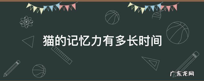 猫的记忆力有多长时间科学一点 猫的记忆力有多长时间