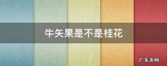 牛矢果是不是桂花 桂花是果实吗
