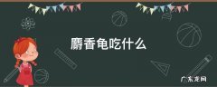 麝香龟吃什么食物 麝香龟吃什么