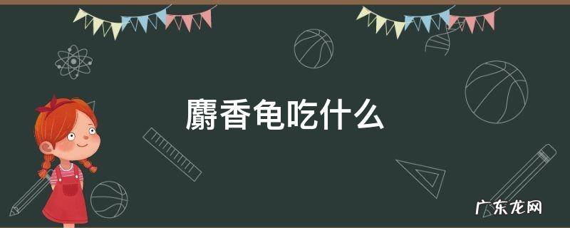 麝香龟吃什么食物 麝香龟吃什么