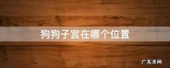 狗狗子宫在哪个位置图 狗狗子宫在哪个位置