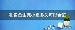 孔雀鱼生完小鱼多久可以合缸 小孔雀鱼多久可以和大鱼合缸