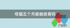 母猫5个月能做绝育吗 母猫五个月能做绝育吗