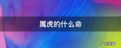 属虎的什么命 今年属虎的什么命