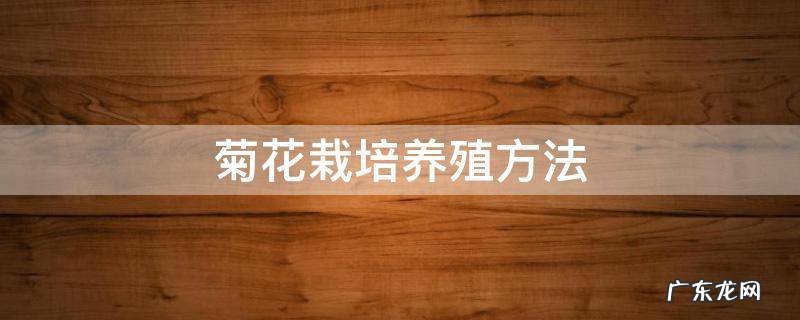 菊花栽培养殖方法 菊花栽培养殖方法视频
