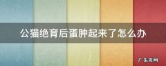 公猫绝育后蛋蛋多久消肿 公猫绝育后蛋肿起来了怎么办