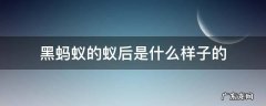 黑蚂蚁的蚁后是什么样子的 黑色蚂蚁的蚁后