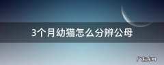 三个月怎么区分公猫母猫 3个月幼猫怎么分辨公母