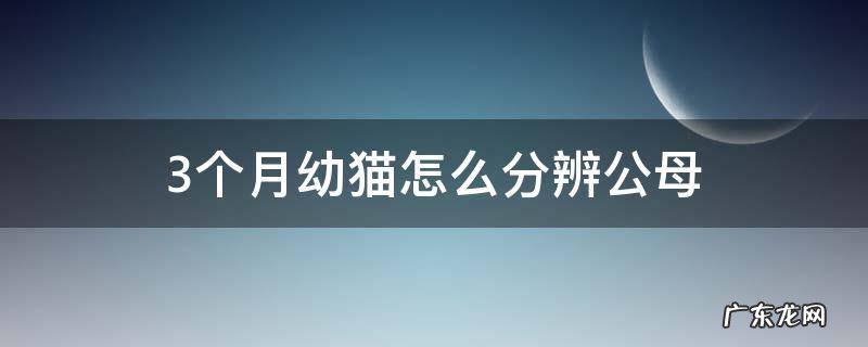 三个月怎么区分公猫母猫 3个月幼猫怎么分辨公母