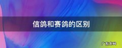 信鸽和赛鸽的区别 信鸽有什么区别