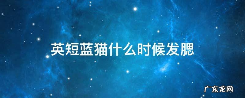 英短蓝白猫什么时候发腮 英短蓝猫什么时候发腮