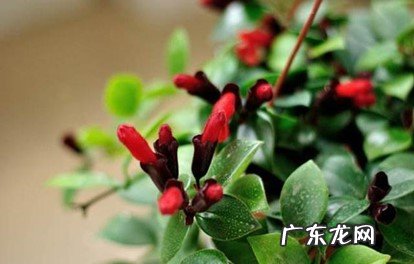 微酸性土壤 口红吊兰花怎么养