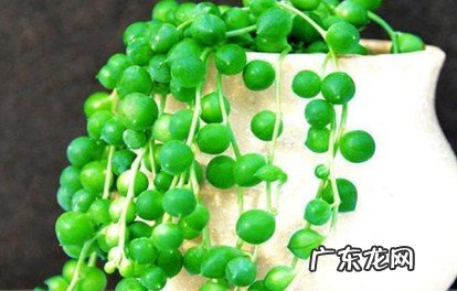 好养 珍珠吊兰好养吗