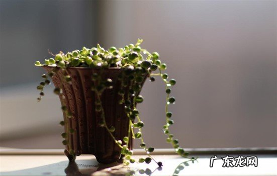 好养 珍珠吊兰好养吗