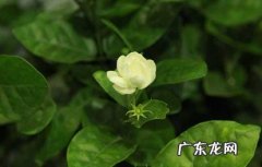 无害 茉莉放在卧室对人有害吗