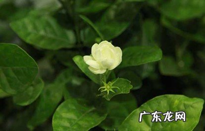 无害 茉莉放在卧室对人有害吗
