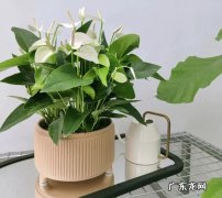 白掌 适合养花小白的品种是什么