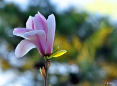 玉兰花 适合种在北方庭院的植物是什么