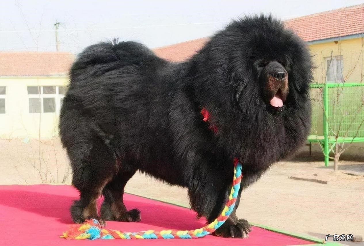 比格犬 不敢轻易尝试的狗狗有哪些