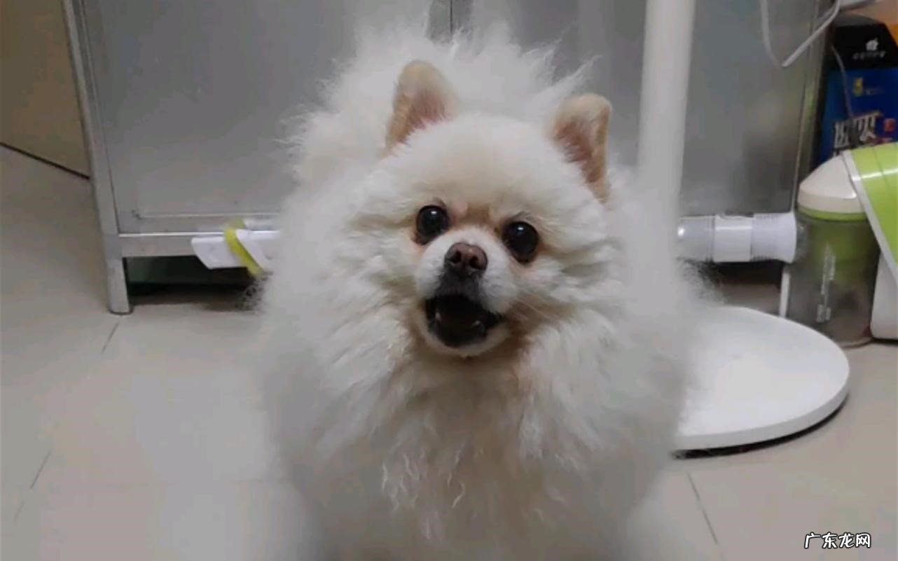 遗传病多 为什么更多博美成了流浪犬