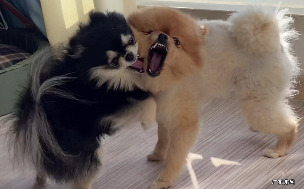 遗传病多 为什么更多博美成了流浪犬