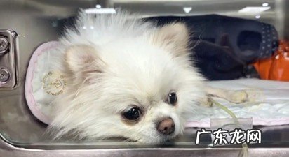 遗传病多 为什么更多博美成了流浪犬