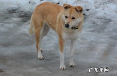 泰迪 哪些品种的狗养了才知道真香