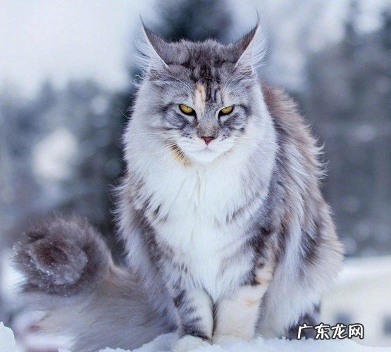 狸花猫 哪些是得到公认的忠诚的猫