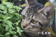 狸花猫 哪些是得到公认的忠诚的猫