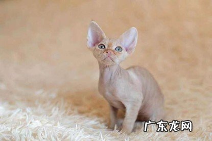 掉毛少 德文卷毛猫有什么优点
