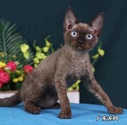 掉毛少 德文卷毛猫有什么优点
