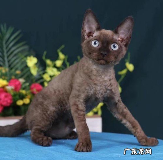 掉毛少 德文卷毛猫有什么优点