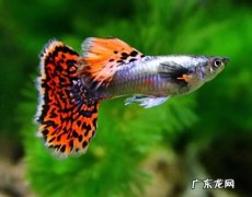 孔雀鱼 最适合新手的鱼类是什么