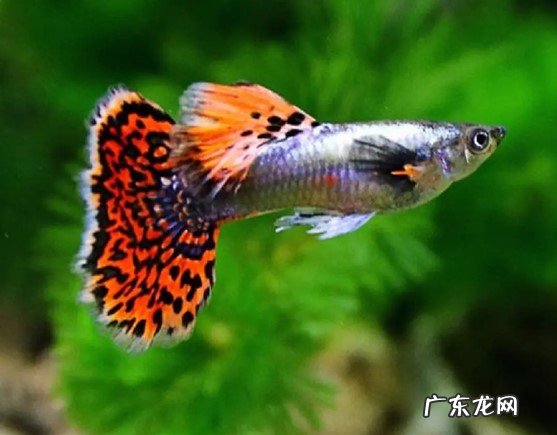 孔雀鱼 最适合新手的鱼类是什么