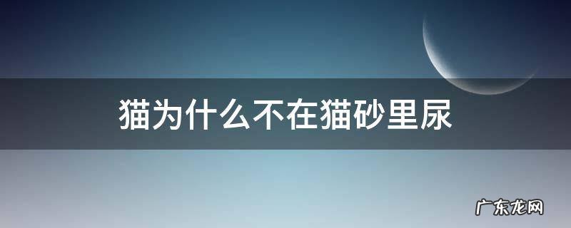 猫只尿在猫砂里不拉在猫砂里 猫为什么不在猫砂里尿